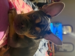 French bulldog/old English bulldog mix