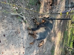 Meat chickens - KuneKune sow and boar