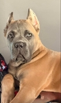 Cane Corso puppies! Taking reserves now!