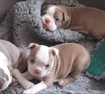 Boston Terrier puppies