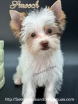 Stunning Micro Male Chocolate Parti Yorkie
