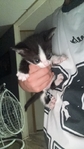 Kittens