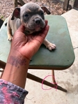 Pocket Bullies