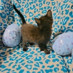 Free kittens, July 19th 2025 birthday, 2 males and 3 females!