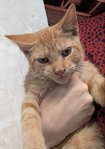 Free 5 month old kittens