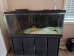 Two 75 gallon fish tanks for sale with stands.