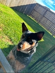 Blue Heeler Rehoming