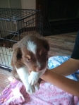 Mini Australian shepherd