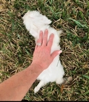 Maltipoo female 6 months small