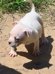 Bully PitBull Puppies