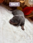 Dachshunds