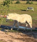 Miniature Horse for sale.