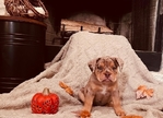 Puppies for sale!