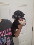 Akc miniature schnauzer puppies