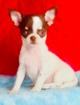 Teacup Lollipop short coat, Applehead female Chihuahua.