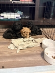 Toy Poodle Puppies