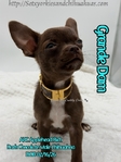 Stunning AKC Green Eyed Male Applehead Chihuahua