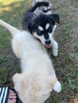 Husky Puppies