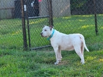 Pitbull/Heeler Mix Free