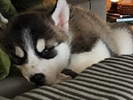 Husky puppy