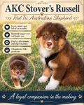 AKC Russell
