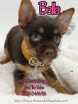 AKC Female & Male Yorkie