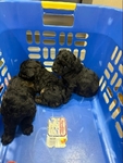 CKC Toy Poodle