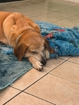 Black Mouth Cur/Yellow Lab