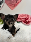 Beautiful AKC Female Black Tri Female Micro Chihuahua
