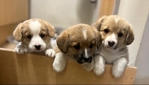 🐾 Pedigree Pembroke Welsh Corgi Puppies 🐾