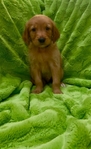 AKC Registered Golden Retriever puppies