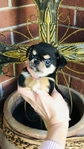 Chihuahua puppies Teacups & Tiny Toys