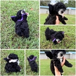 Toy poodle pups!