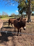 Mini Donkeys