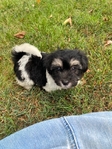 CKC MALE MORKIEPOO ($400.00 )