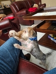 ShorkyPoo For Sale