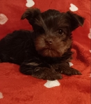 Yorkie Puppies, CKC registered,  ready by Jan. 27