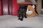 Ragdoll kittens for sale