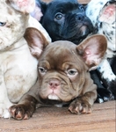 LLFrenchie CoCo