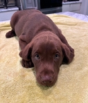 AKC Registered Chocolate Lab Puppies!