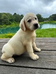 Yellow Female/Cream White Male Labrador Puppies