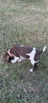 German shorthair pointers (Pure Bred) no papers