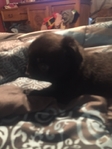 Pug puppies