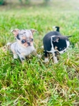 Chihuahua puppies in Houston Clear Lake