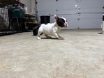 French Bulldogs $2500 each