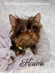 AKC Micro Female Chocolate & Tan Yorkie