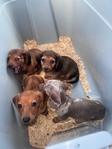 Mini dachshund pups