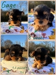 Yorkie puppies
