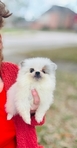 Teacup and tiny toy, Pomeranian, puppies, teddy bear faces.
