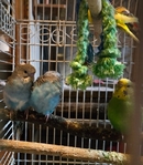 Parakeets